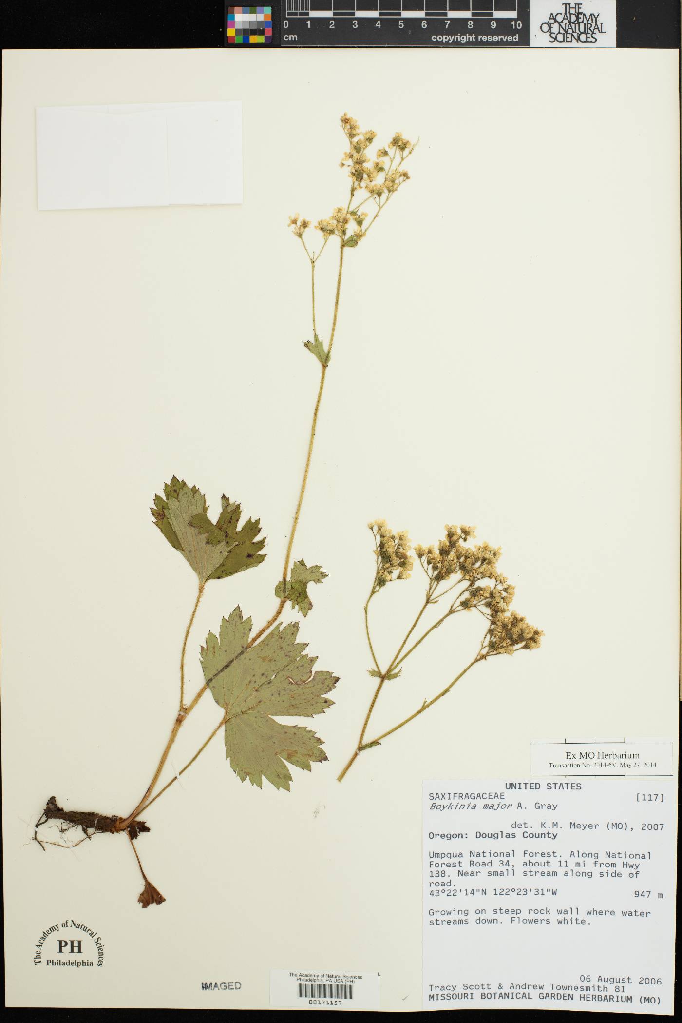 Boykinia major image