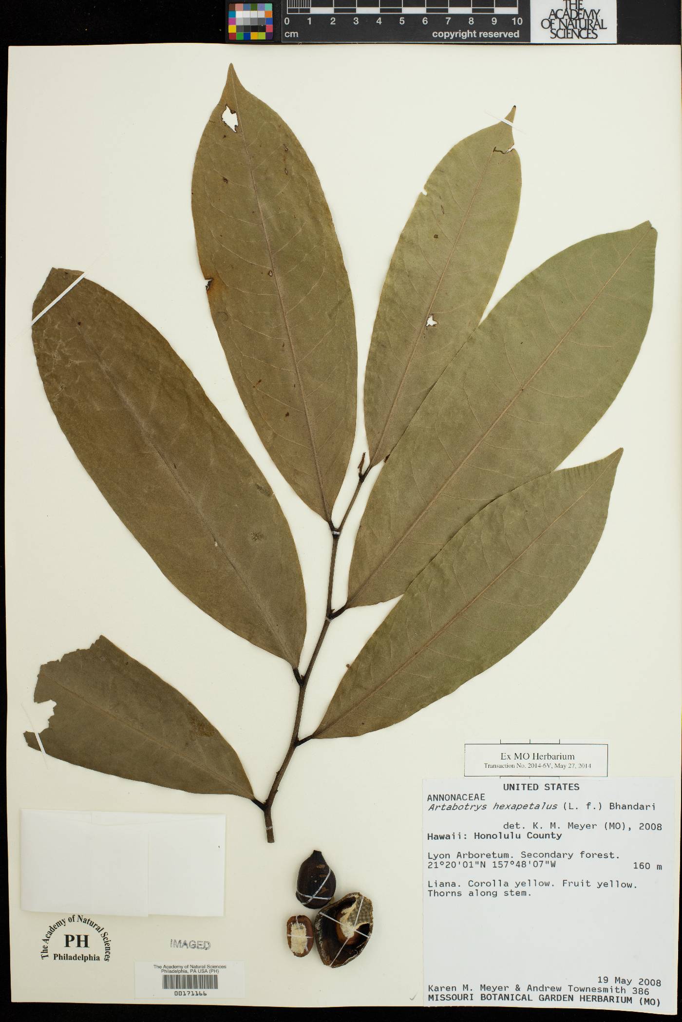 Artabotrys hexapetalus image