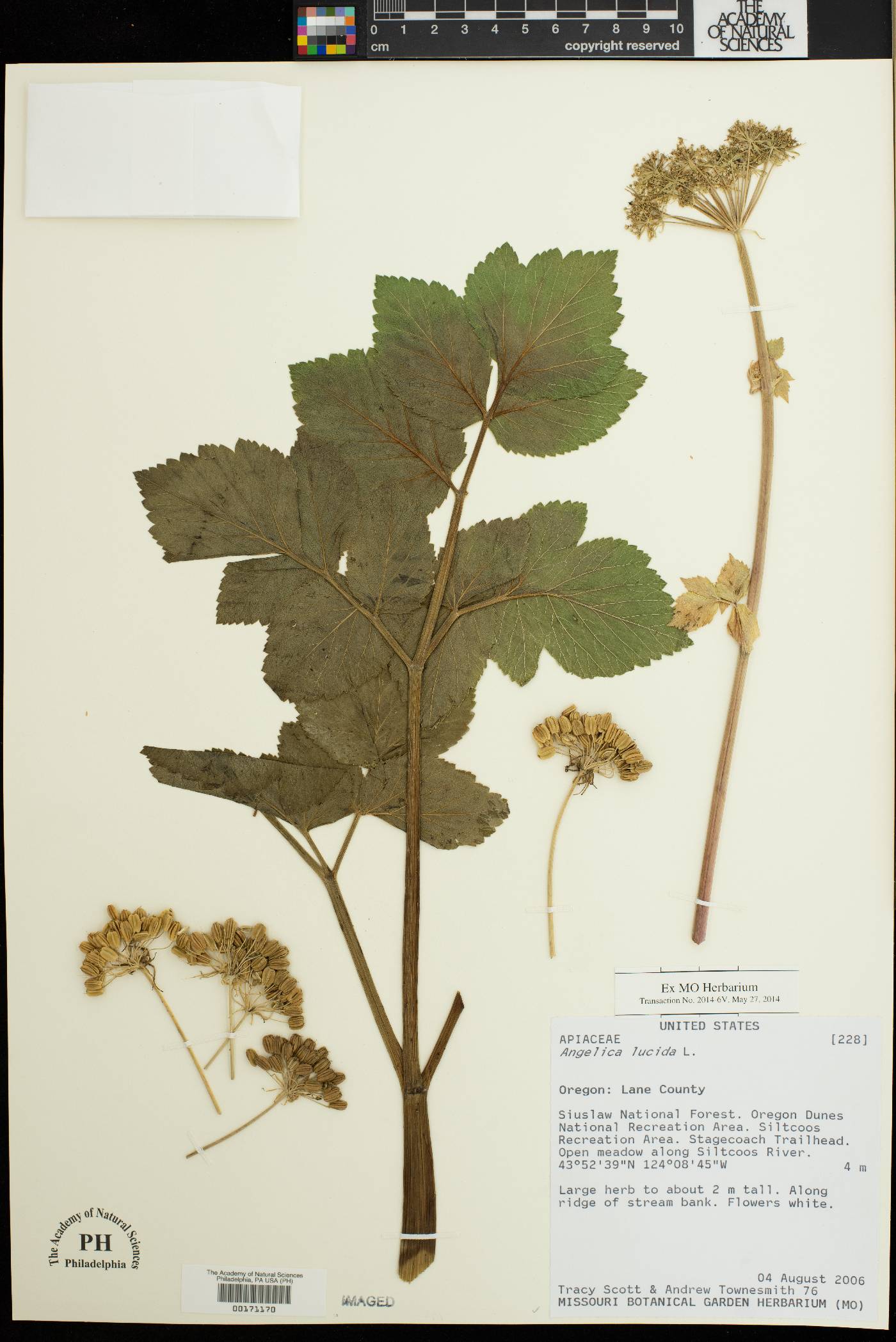 Angelica lucida image