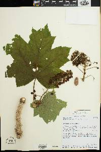 Oplopanax horridus image