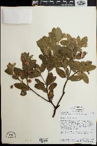 Arctostaphylos columbiana image