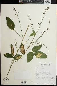 Desmodium canescens image