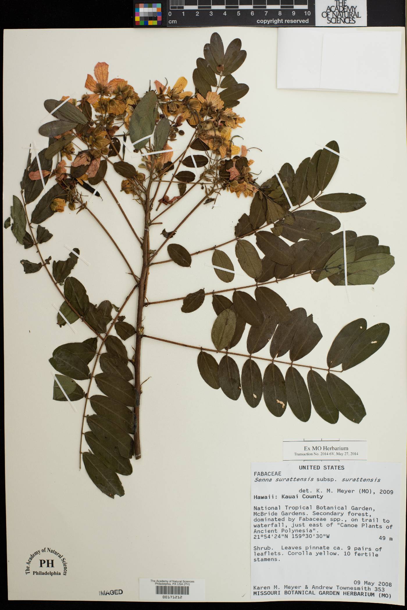 Senna surattensis subsp. surattensis image