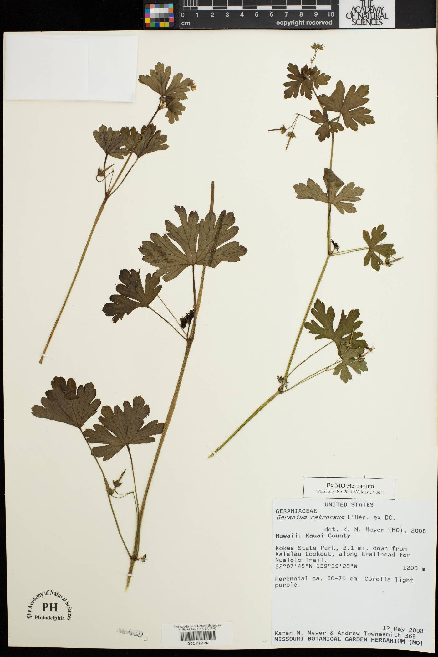 Geranium retrorsum image