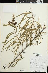 Chilopsis linearis image