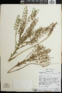 Lepidium campestre image