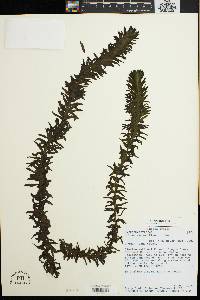 Elodea densa image