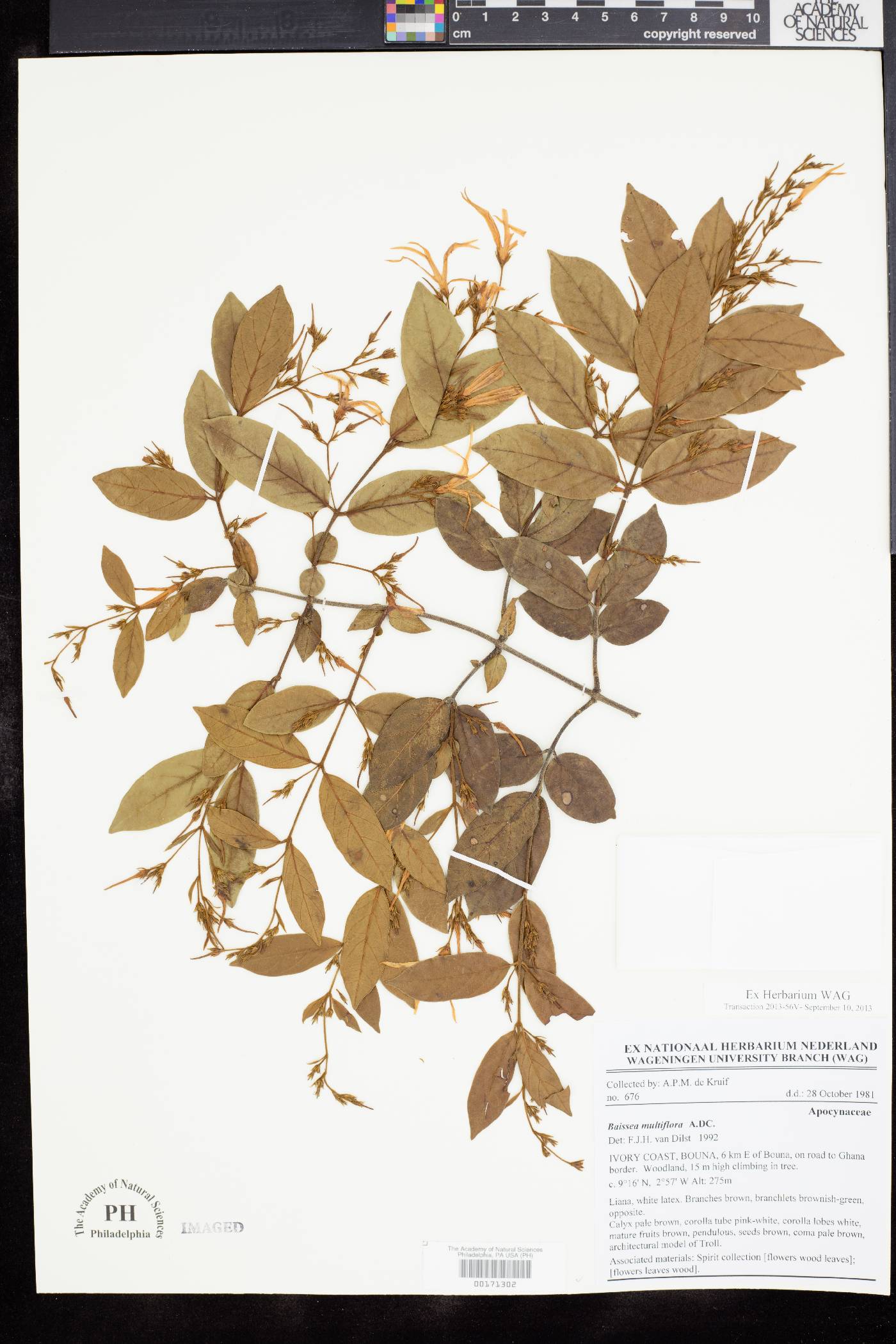 Baissea multiflora image
