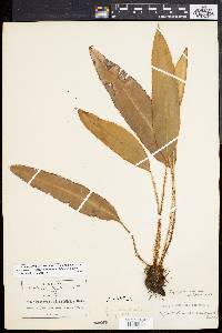 Acrostichum scolopendrifolium image