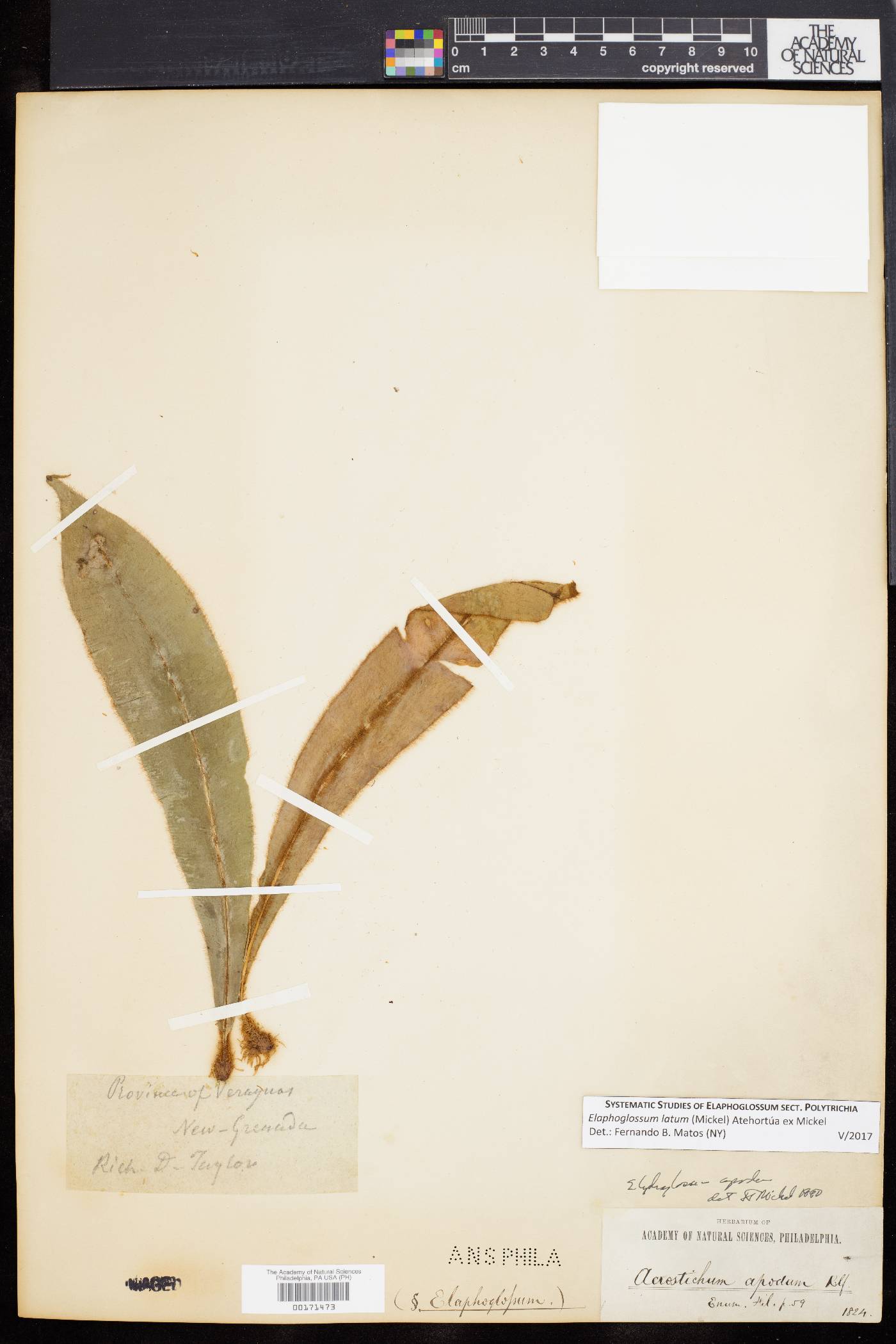 Acrostichum apodum image