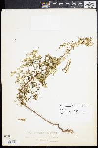 Phyllanthus amarus image