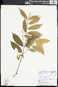 Motandra guineensis image