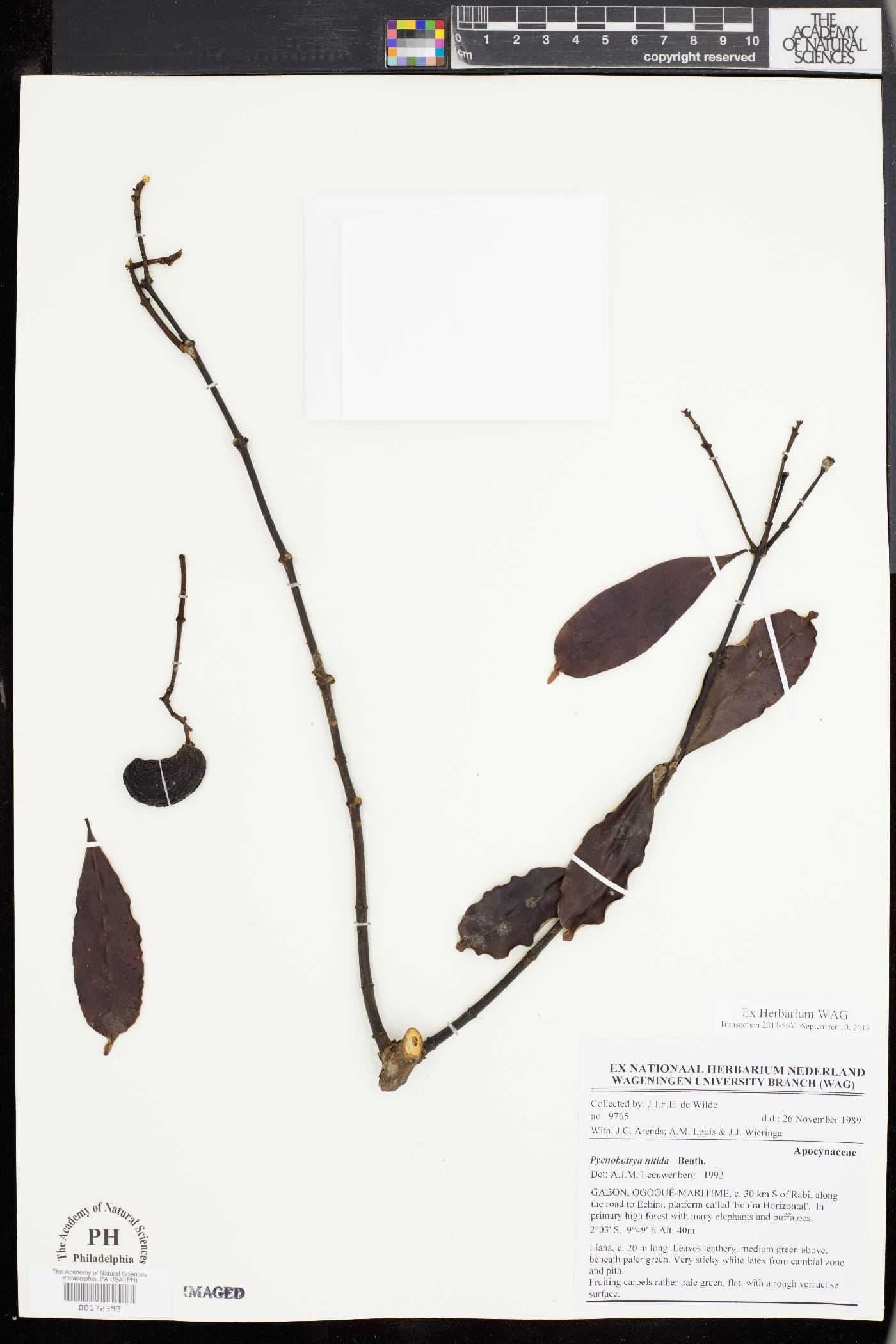 Pycnobotrya nitida image