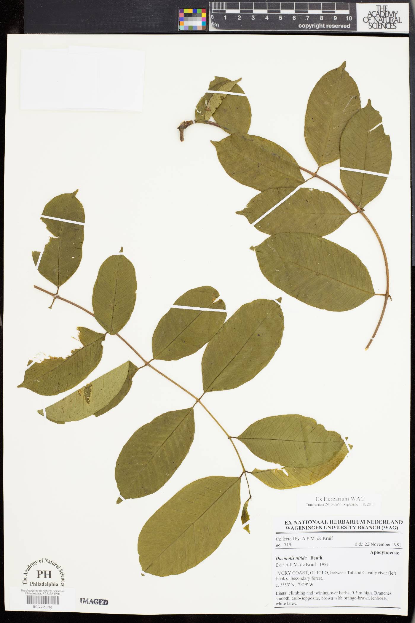 Oncinotis nitida image