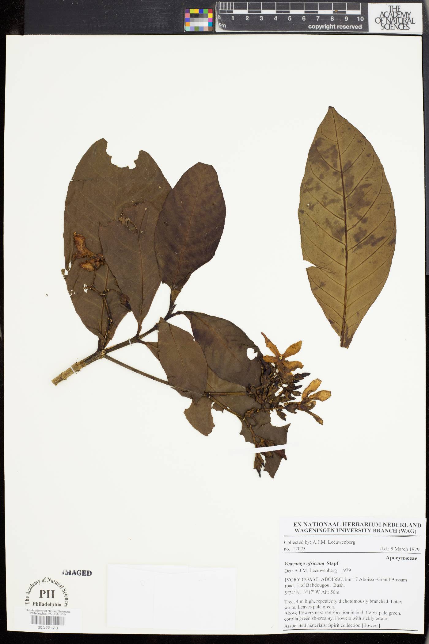 Voacanga africana image