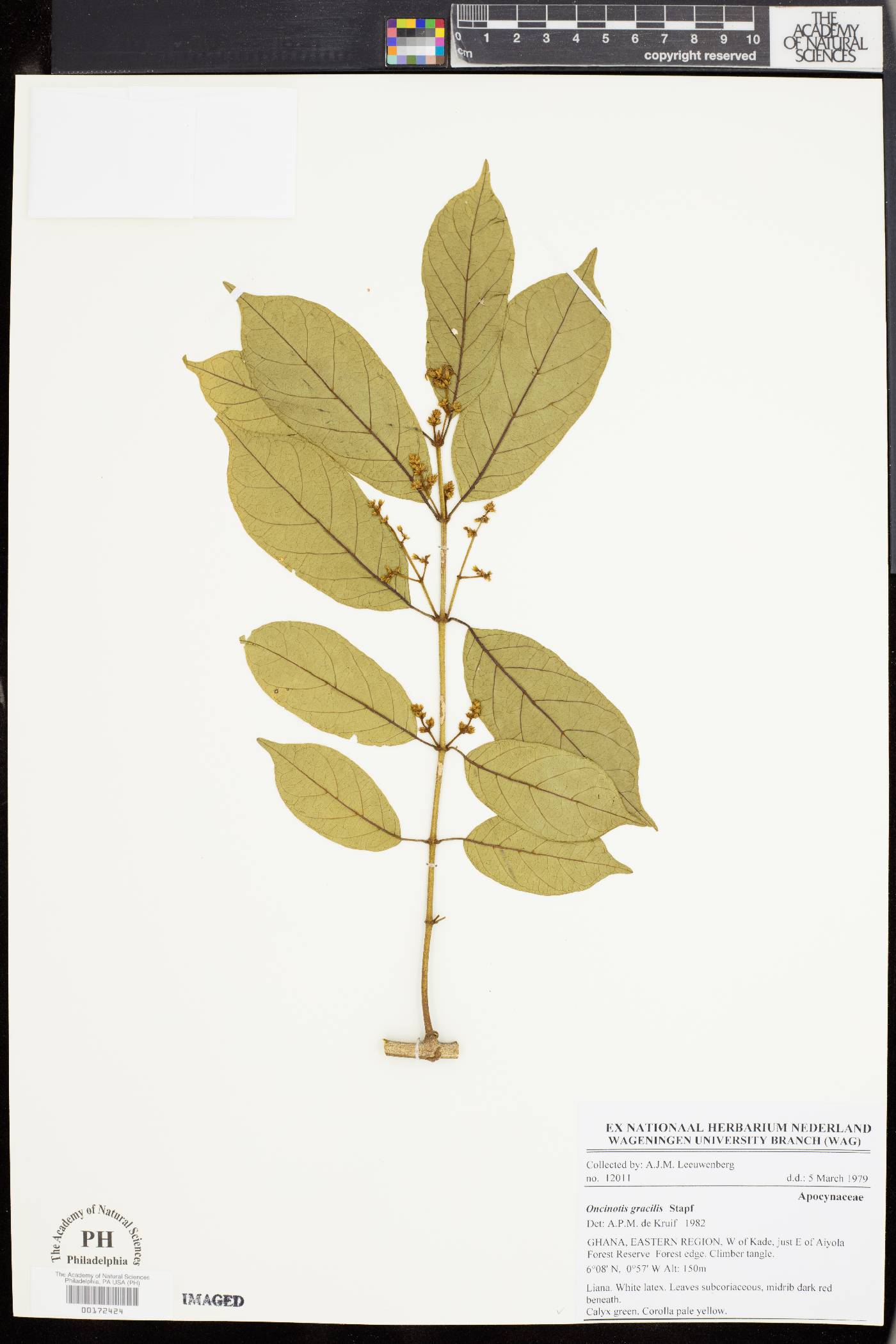 Oncinotis gracilis image
