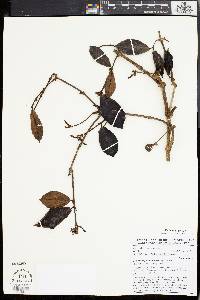 Image of Landolphia glandulosa