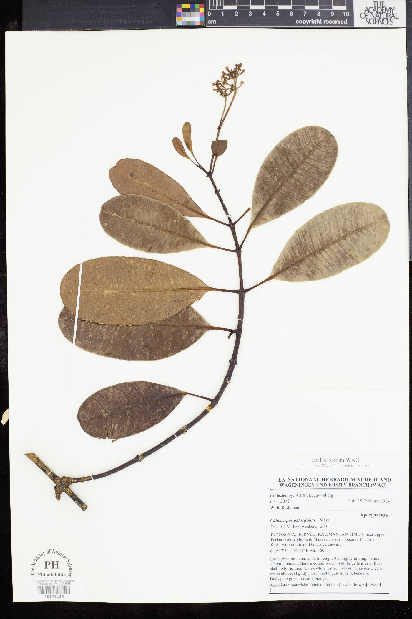 Chilocarpus obtusifolius image