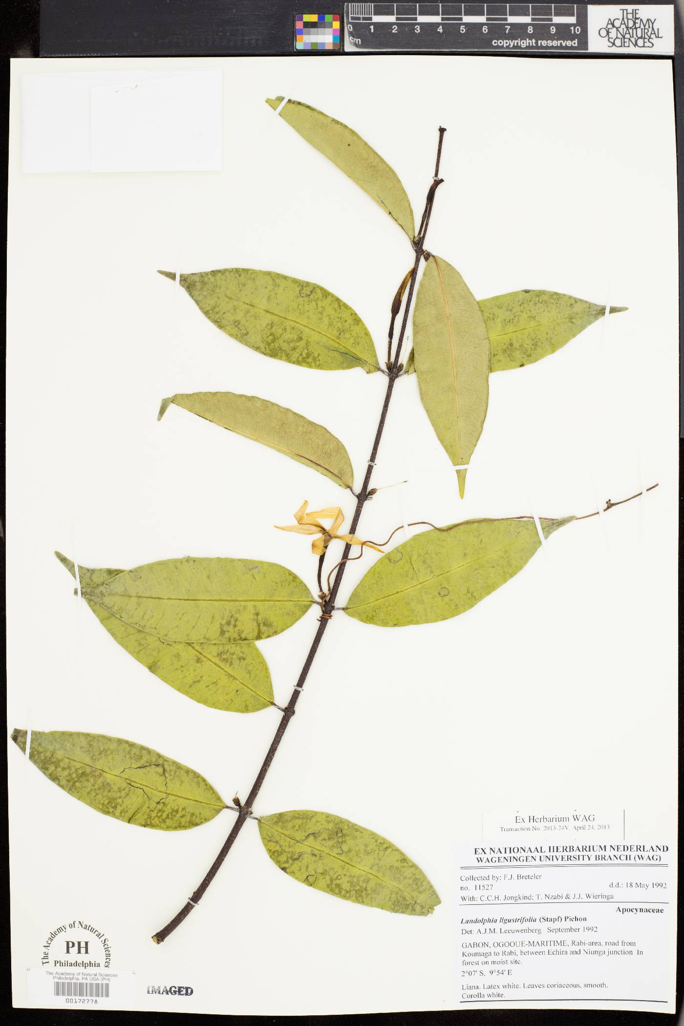 Landolphia ligustrifolia image