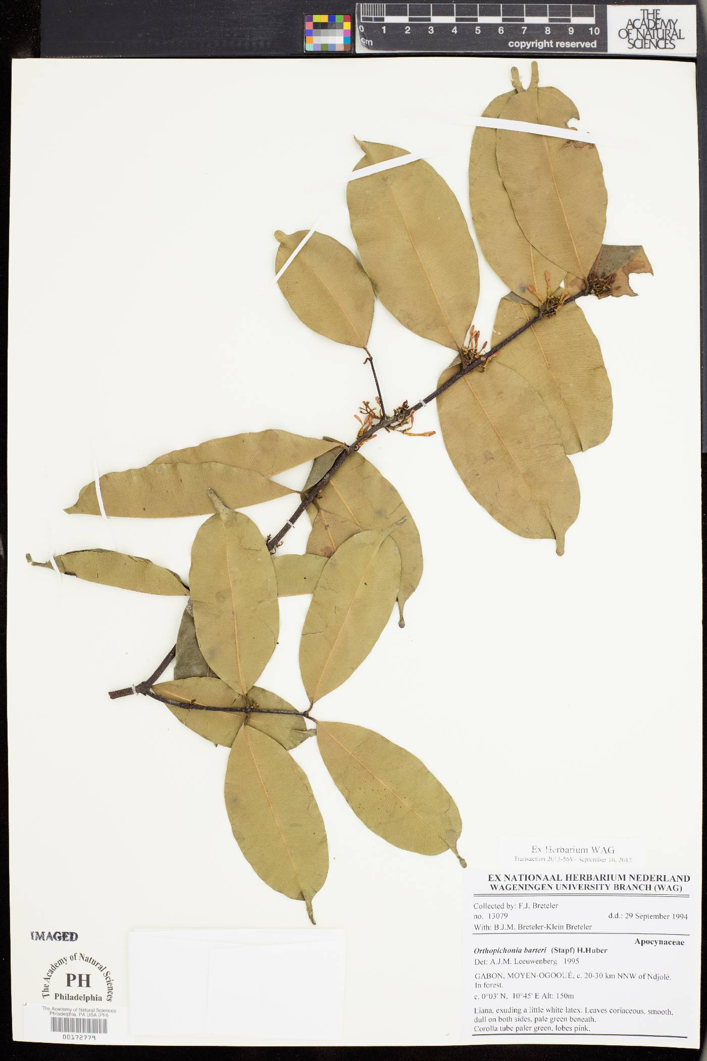 Orthopichonia barteri image