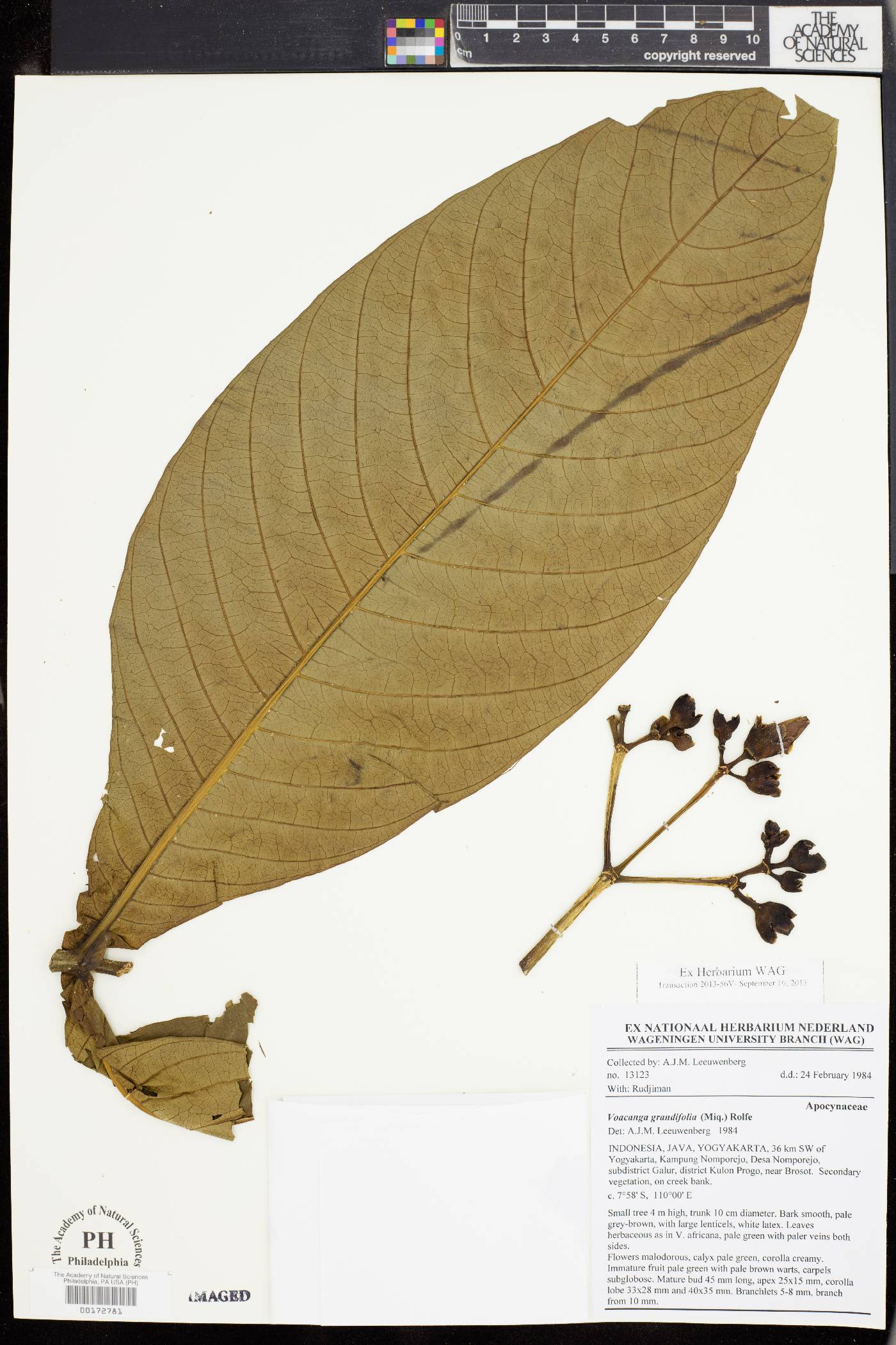 Voacanga grandifolia image