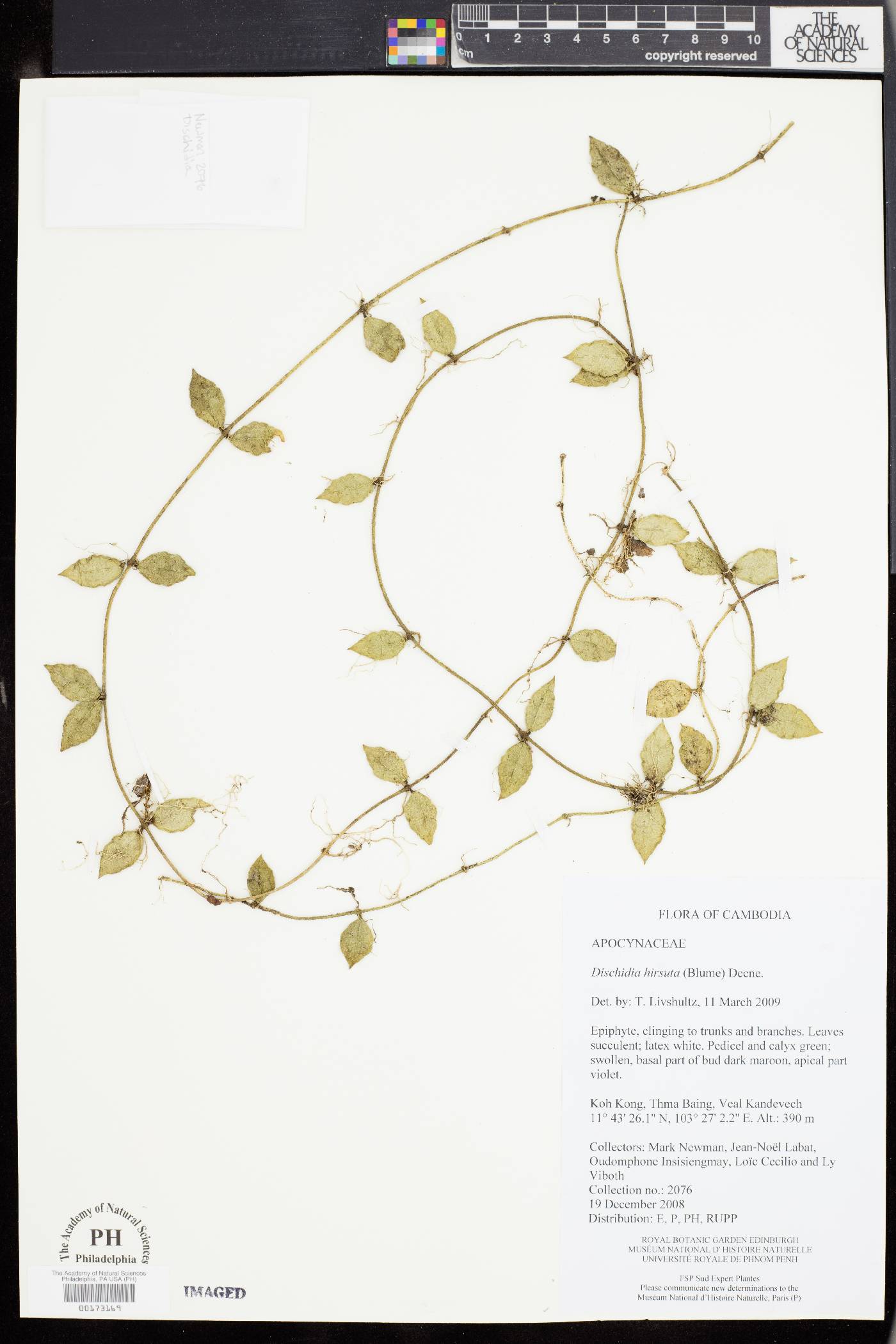 Dischidia hirsuta image