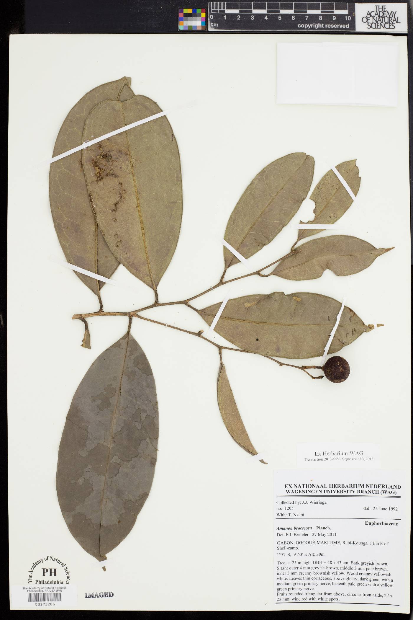 Amanoa bracteosa image