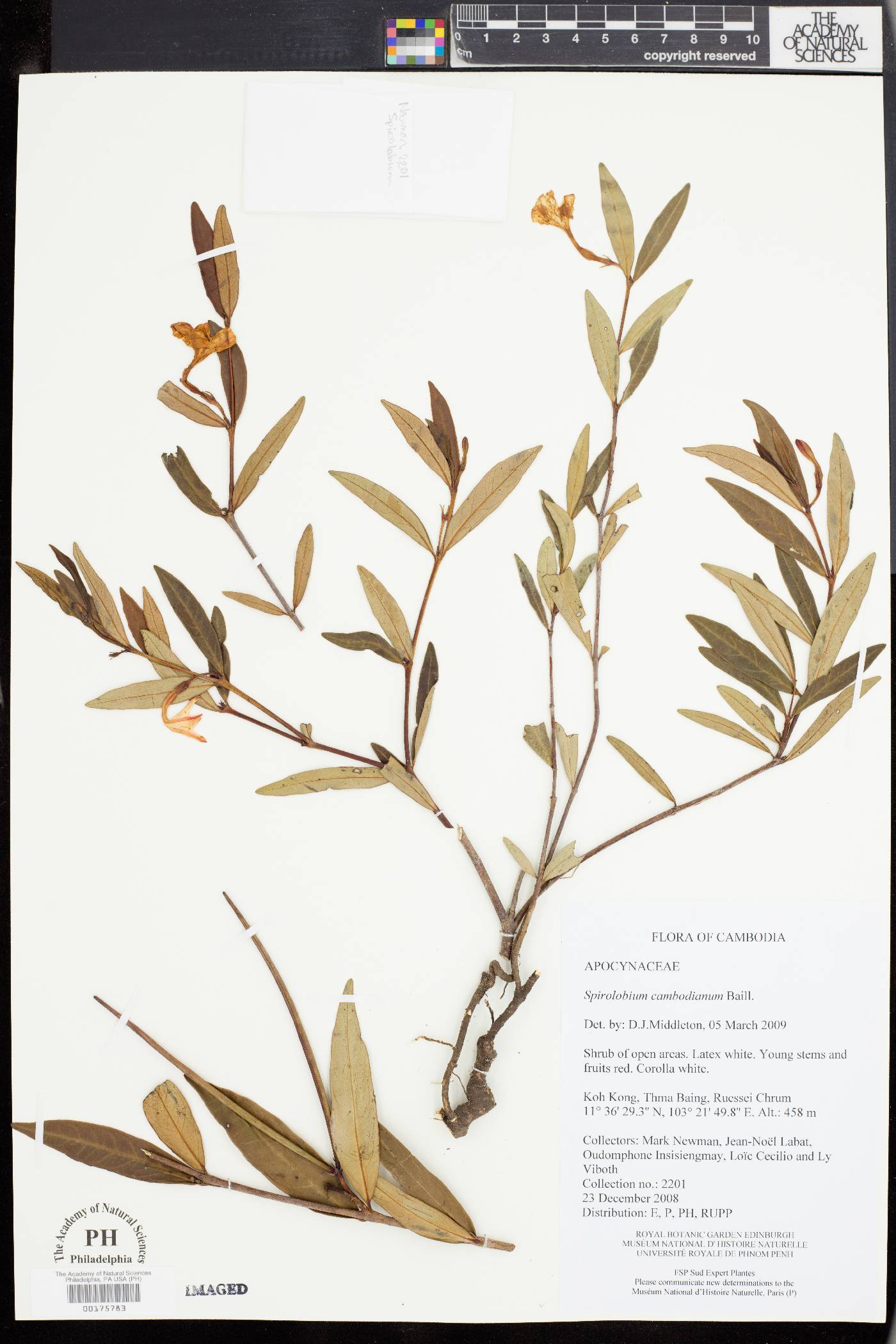 Spirolobium cambodianum image