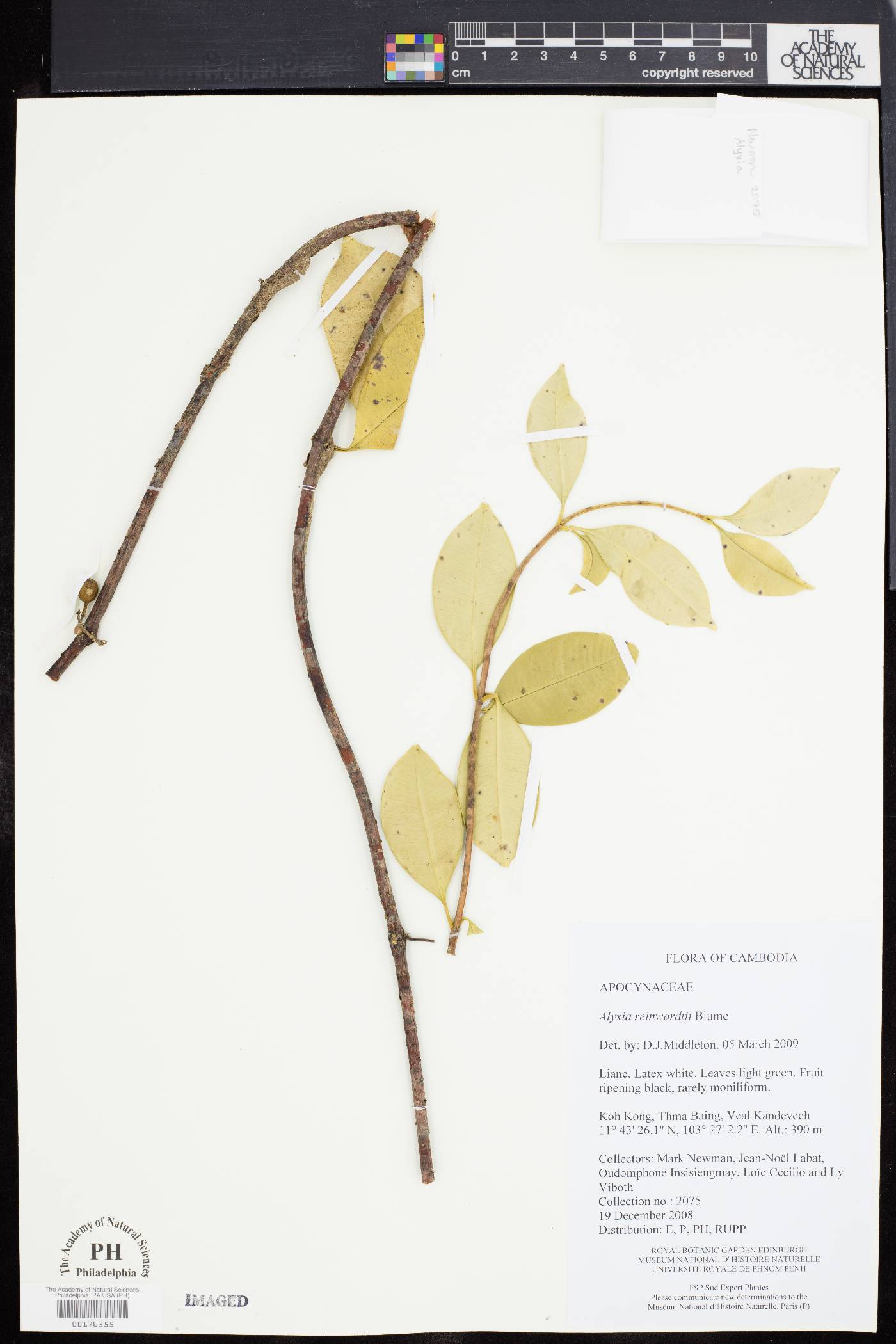 Alyxia reinwardtii image