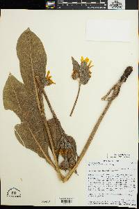 Wyethia mollis image