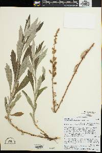 Artemisia douglasiana image