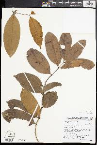 Landolphia micrantha image