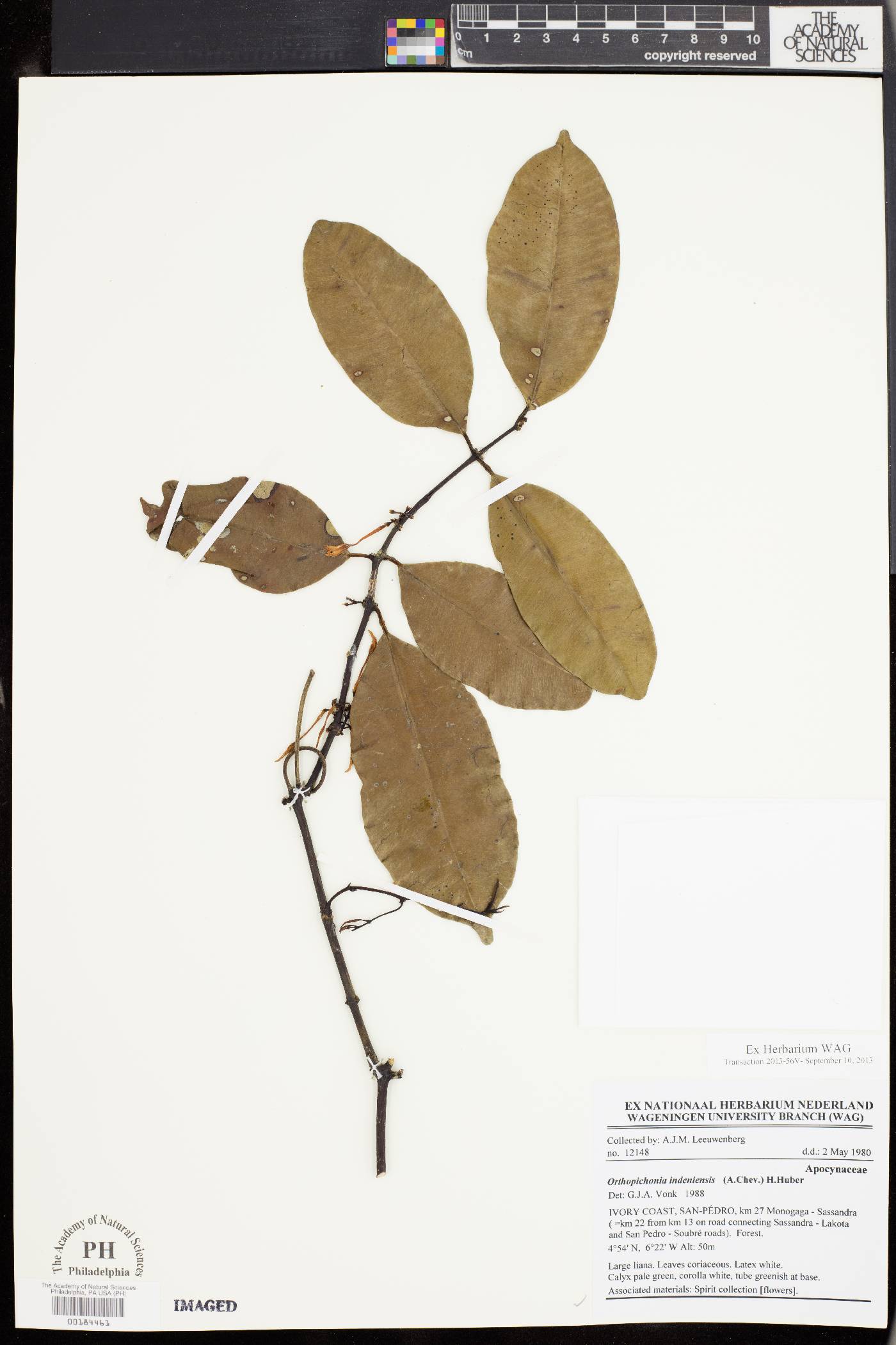 Orthopichonia indeniensis image