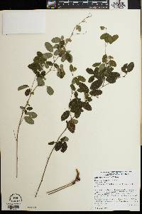 Lespedeza repens image