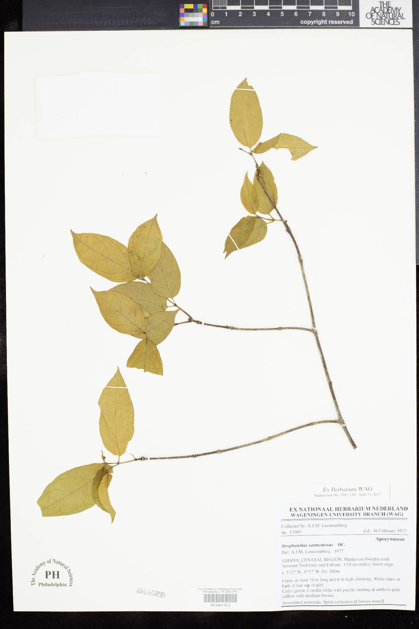 Strophanthus image
