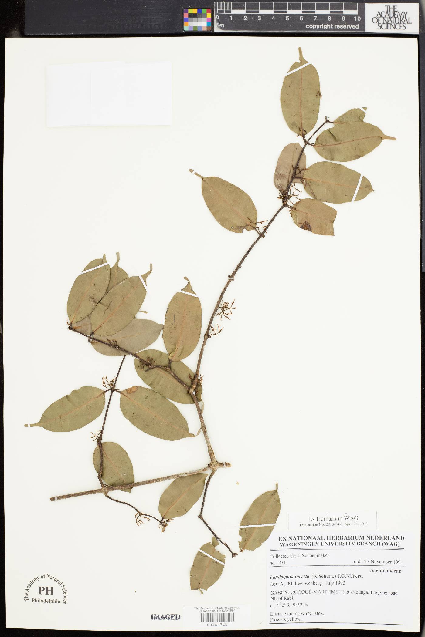 Landolphia incerta image