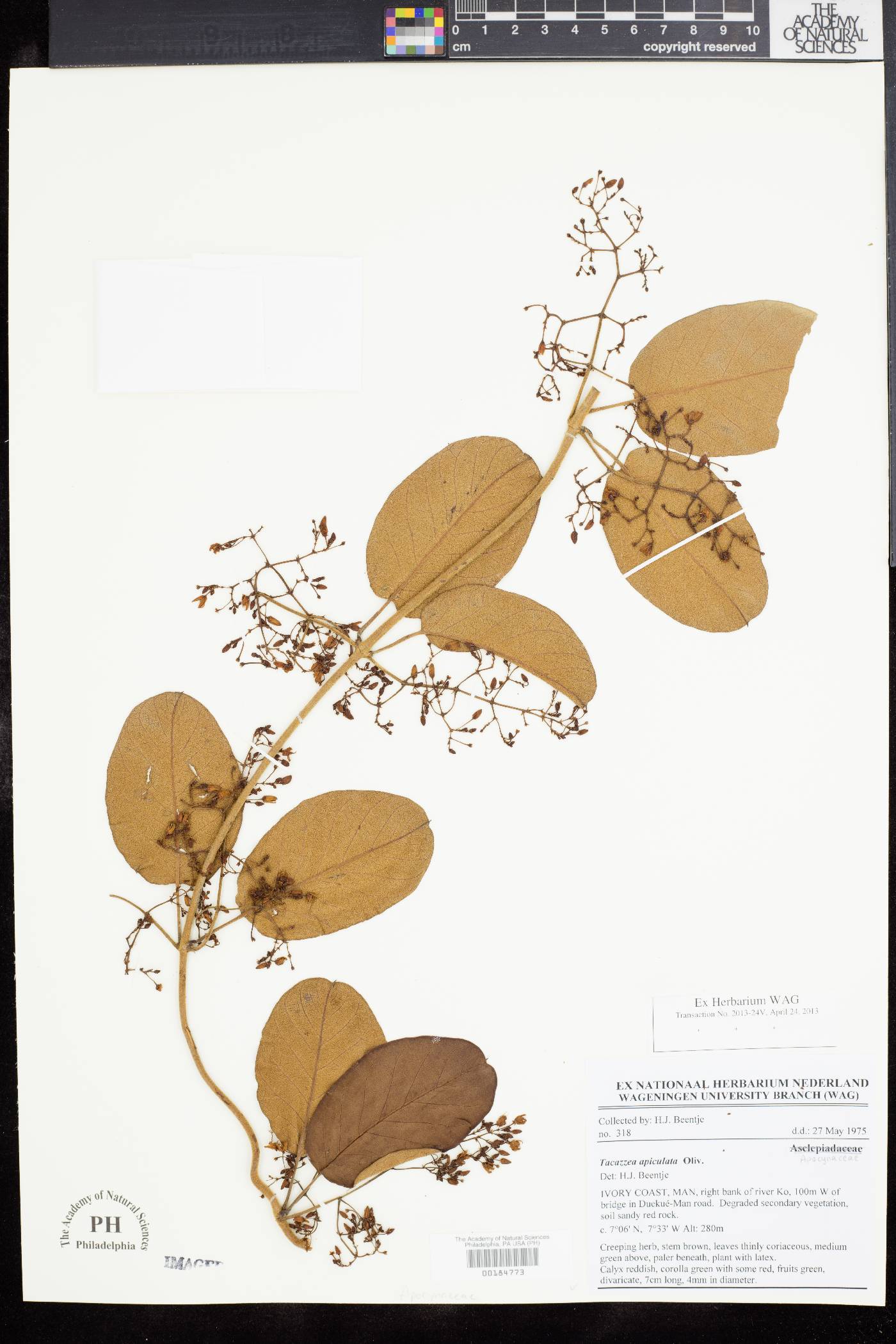 Tacazzea apiculata image