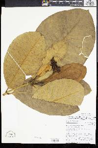 Tabernaemontana pachysiphon image