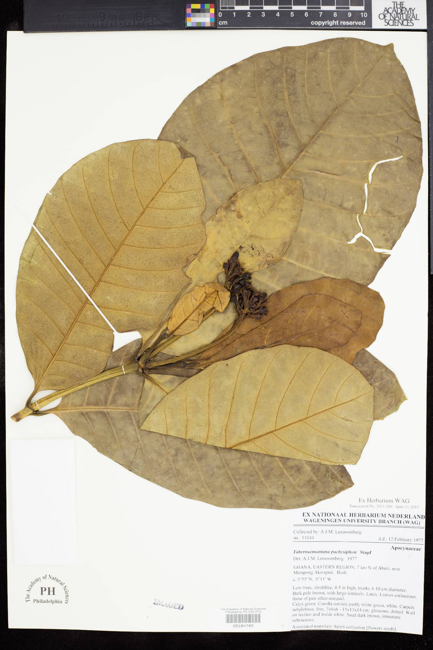 Tabernaemontana pachysiphon image