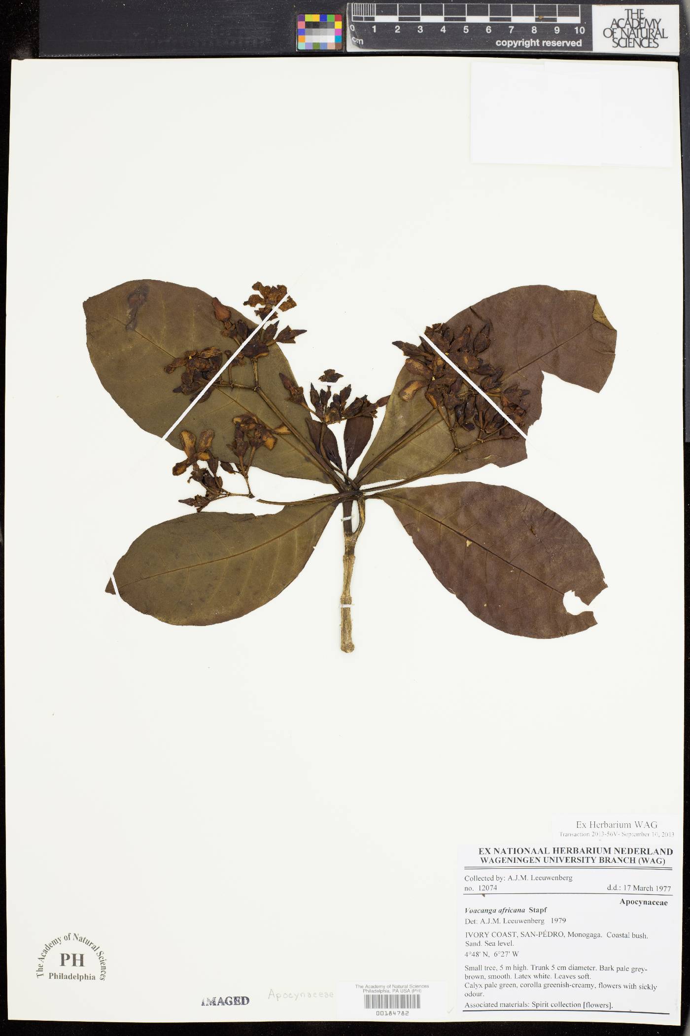 Voacanga africana image