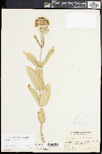 Asclepias glaucescens image