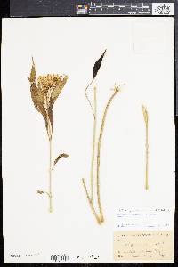 Asclepias perennis image