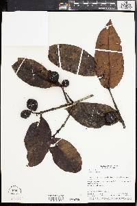 Lacmellea speciosa image