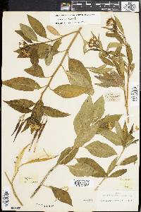 Asclepias nivea image