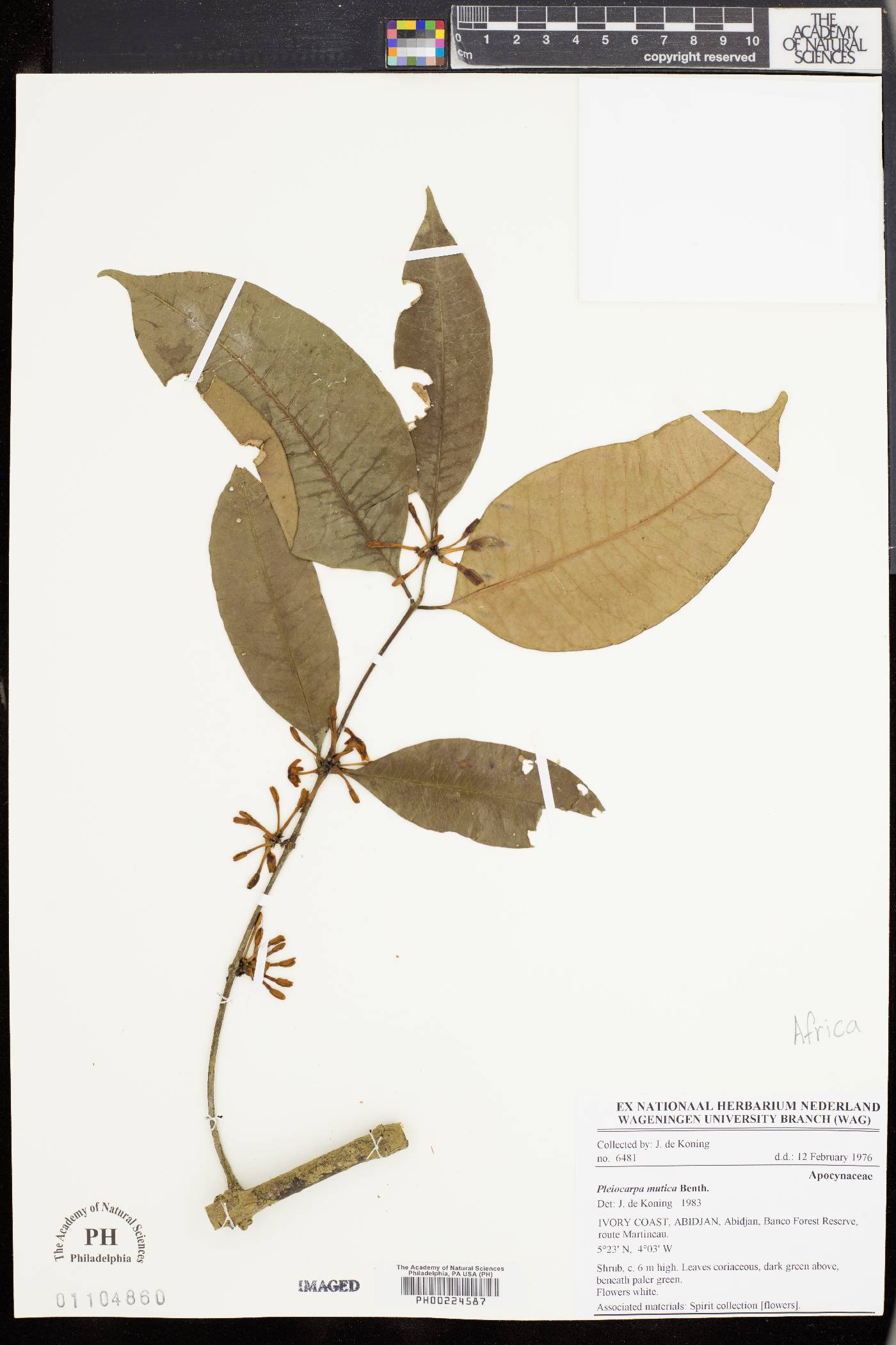 Pleiocarpa mutica image