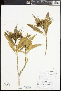 Image of Tonduzia longifolia