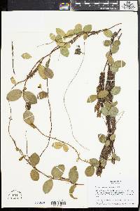 Image of Trachelospermum gracilipes