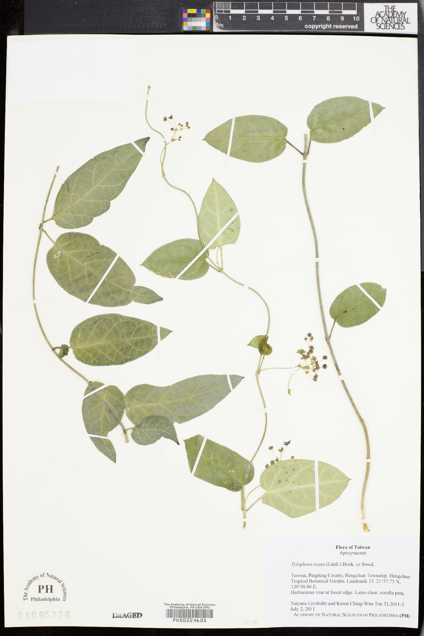 Vincetoxicum lindleyi image