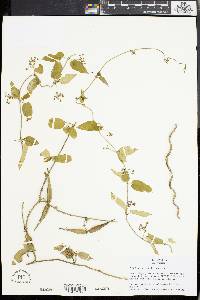Vincetoxicum lindleyi image