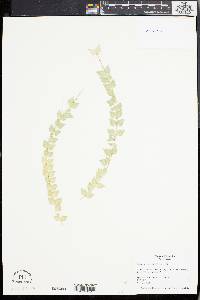 Dischidia ruscifolia image